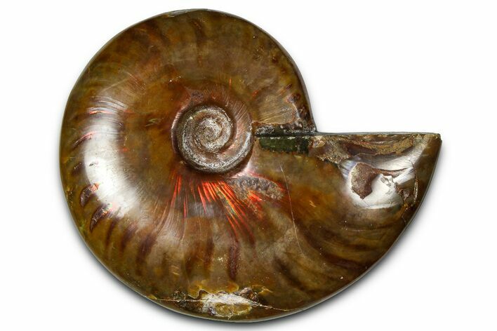 Polished Red Flash Ammonite (Cleoniceras) Fossil - Madagascar #367721